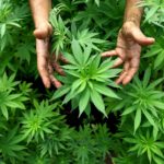 epa03462089 (FILE) A file photo dated 31 August 2010 shows a worker tending to cannabis plants at a growing facility for the Tikun Olam company near the northern Israeli town of Safed, Israel. Reports on 07 November 2012 state that Colorado and Washington became the first US states to legalize cannabis for recreational use, while medical marijuana initiatives were on the ballot in Massachusetts, Montana and Arkansas.  EPA/ABIR SULTAN ISRAEL OUT *** Local Caption *** 02310452